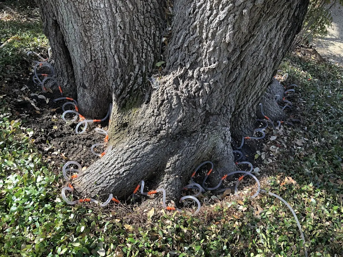 Detailed Tree Cabling and Bracing job site in Saint Martinville