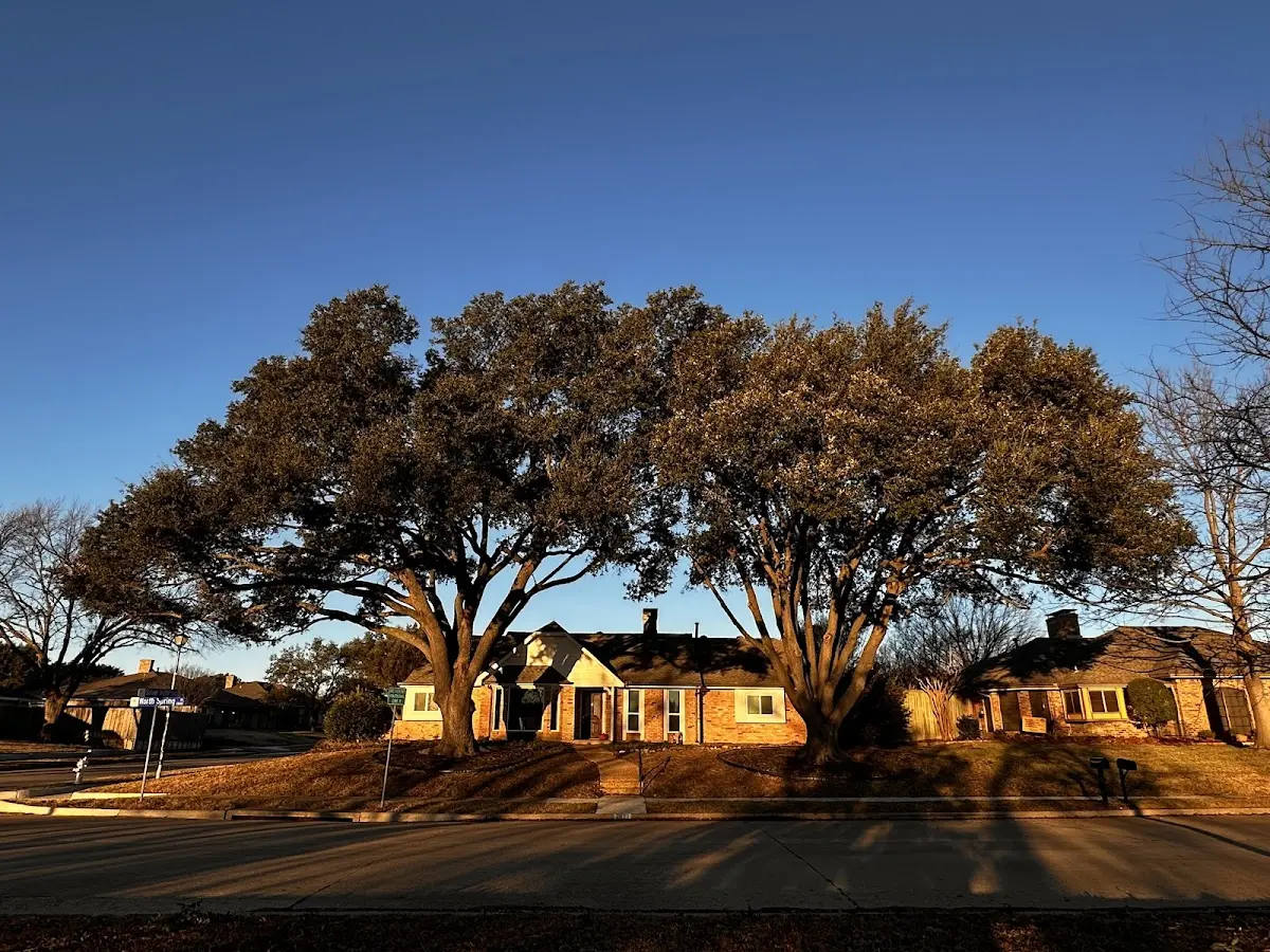 Established residential canopy tree shading a home in Saint Martinville
